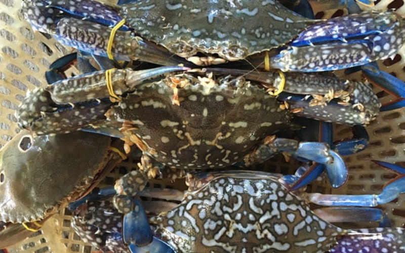 Preserving crabs after preliminary processing