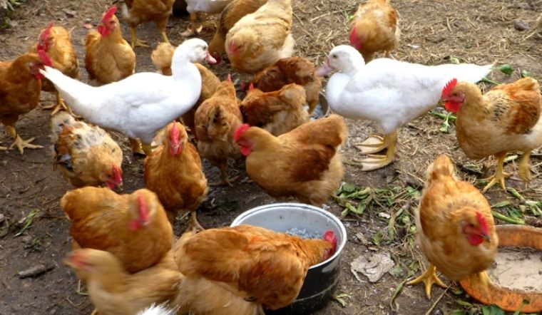 Giá gia cầm hôm nay 17/05/2022: Không có thay đổi