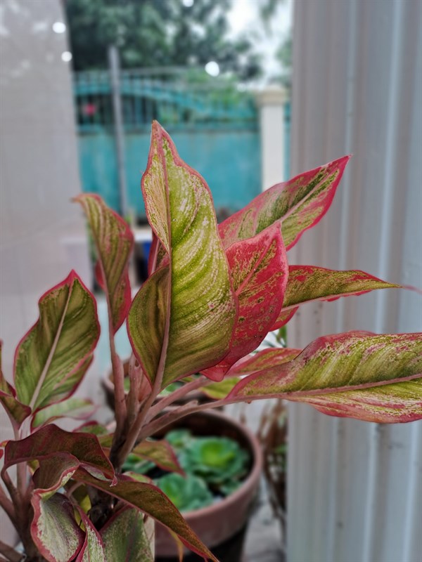 Ảnh chụp xóa phông từ camera Galaxy A33 5G. Ảnh chụp xóa phông từ camera Galaxy A33 5G.