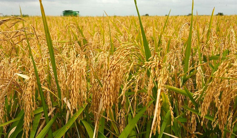 Giá lúa gạo hôm nay 17/5/2022: Ổn định trên nhiều giống lúa gạo