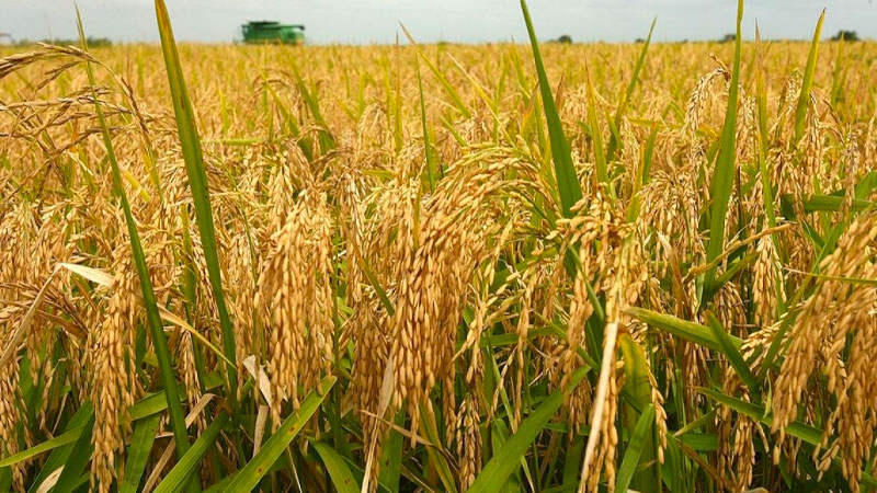 Giá lúa hôm nay 17/5