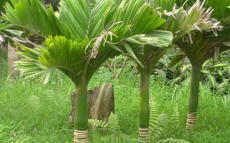 Mô hình cây dừa nhựa trang trí hồ cá cảnh size 10CM