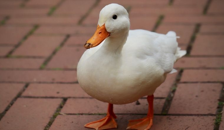 Giá gia cầm hôm nay 18/05/2022: Giá gà, vịt đồng loạt tăng trở lại