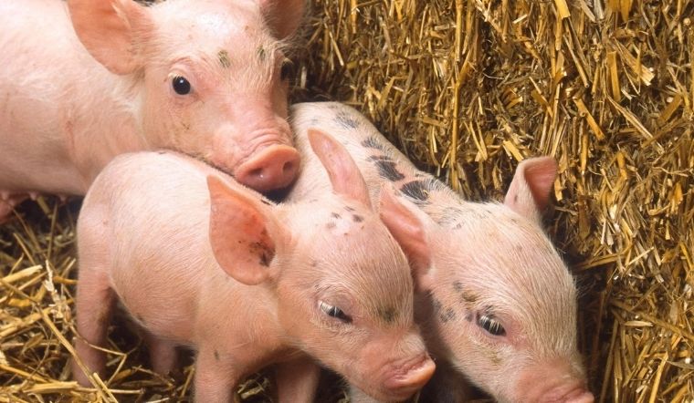 Giá heo hơi hôm nay 18/05/2022:  Điều chỉnh tăng - giảm rải rác