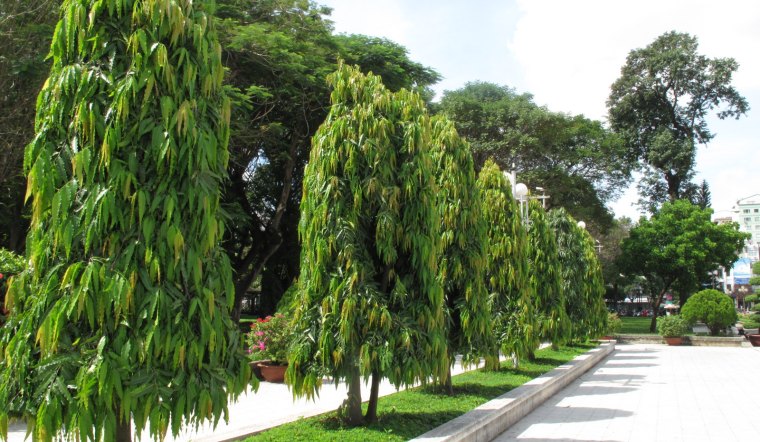 Cây hoàng nam: Ý nghĩa, hình ảnh, cách trồng, chăm sóc tại nhà