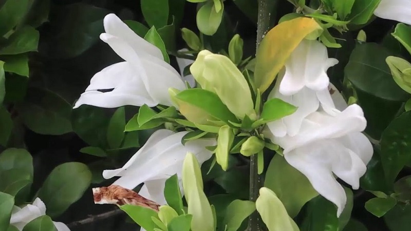 Hoa của cây Ắc Ó màu trắng ngà, mềm mại, tựa như đang ôm ấp nhau