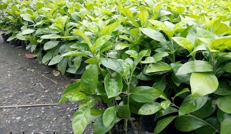 Cây Ắc Ó: Ý nghĩa, hình ảnh, cách trồng, chăm sóc tại nhà