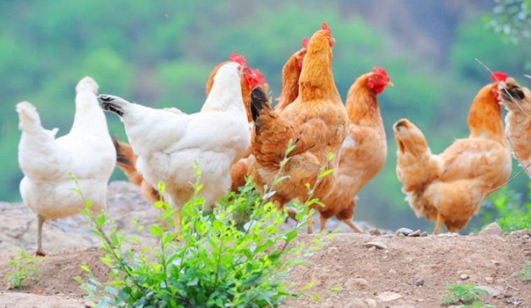 Giá gia cầm hôm nay 19/05/2022: Giá tạm thời ổn định