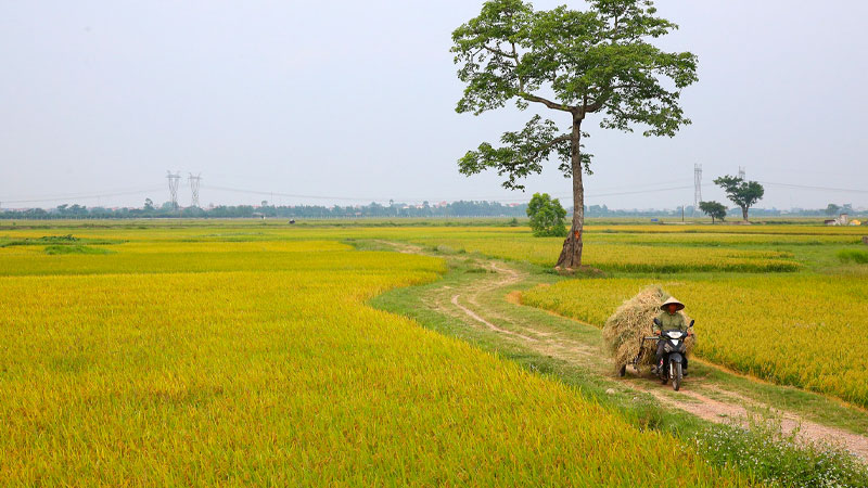 Giá lúa hôm nay 19/5