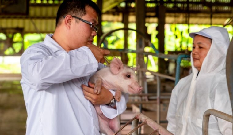 Giá heo hơi hôm nay 20/05/2022: Tiếp tục tăng giảm trái chiều