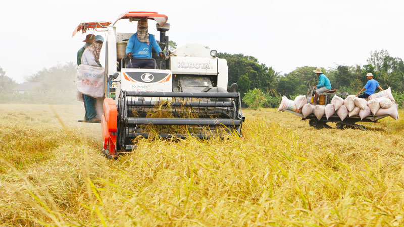 Giá lúa hôm nay 20/5