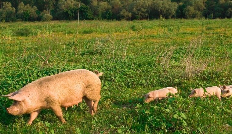 Giá heo hơi hôm nay 21/05/2022: Giảm nhẹ ở miền Nam