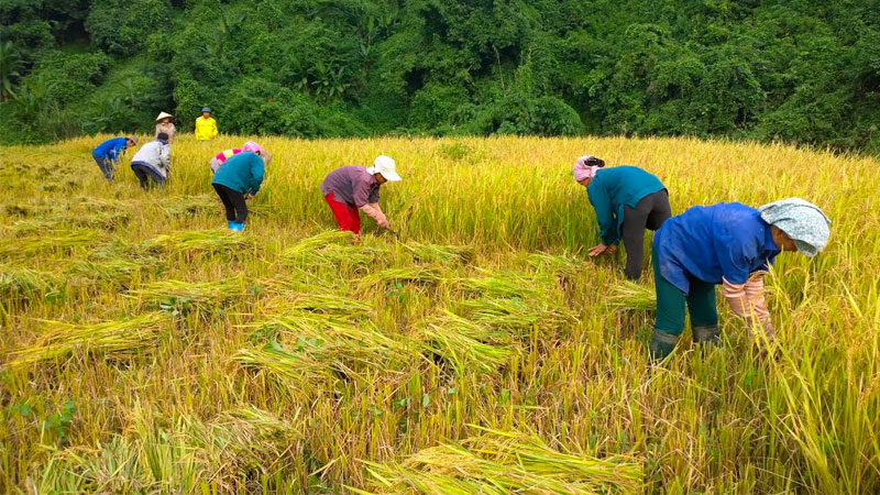 Giá lúa hôm nay 21/5