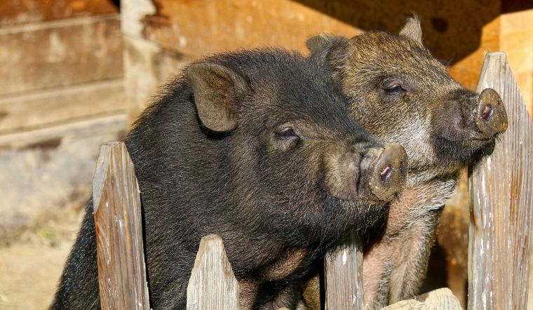 Giá heo hơi hôm nay 23/05/2022: Chững lại ở cả ba miền