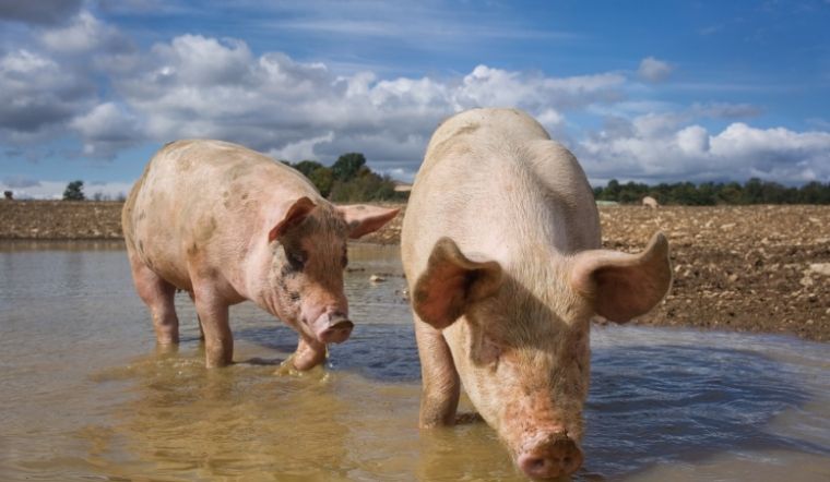 Giá heo hơi hôm nay 24/05/2022: Biến động ở một vài tỉnh thành miền Nam