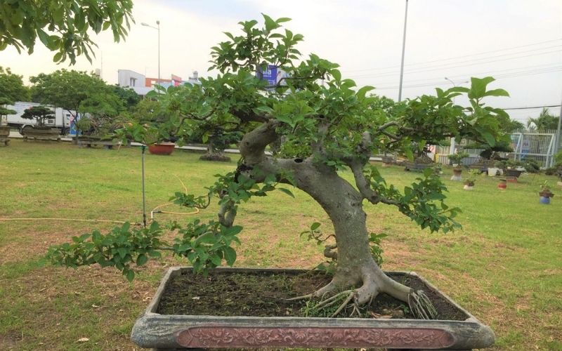 Cây sung bonsai