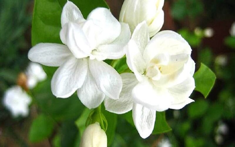 Hoa của cây này rất đẹp, có màu trắng tinh khiết, thơm thoang thoảng