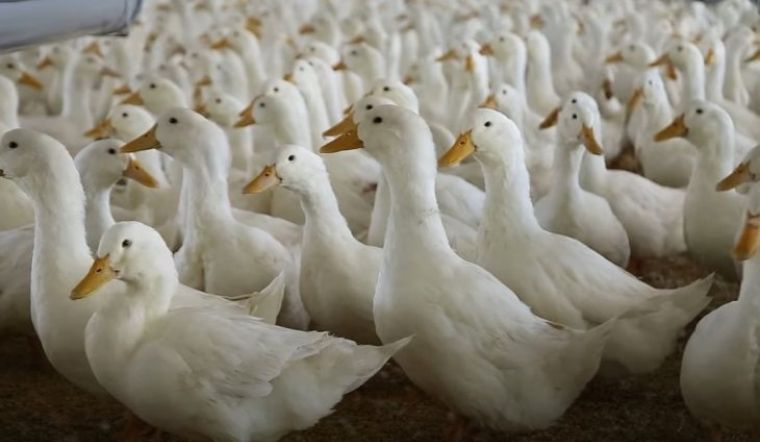 Giá gia cầm hôm nay 25/05/2022: Giá vịt tăng mạnh 5.000 VND/kg tại TP.HCM