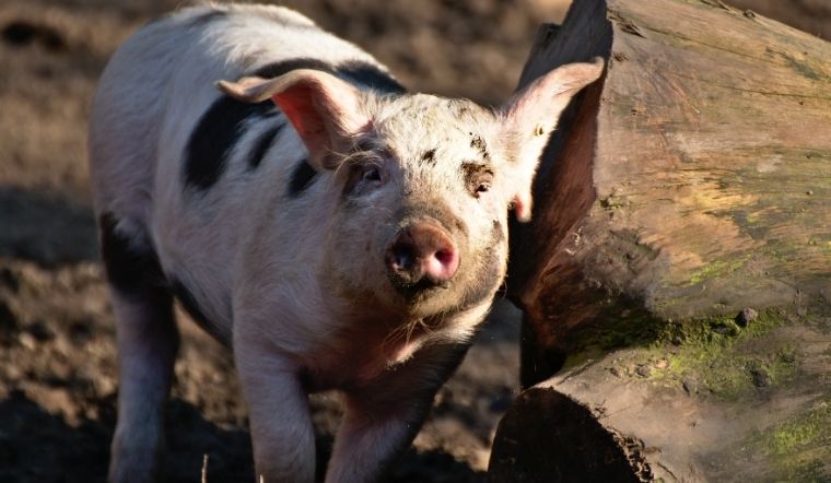 Giá heo hơi hôm nay 25/05/2022: Ba miền đồng loạt giảm nhẹ