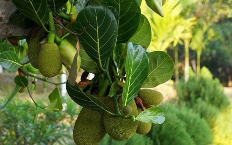 Vì sao phải cắt bỏ bớt bông mít Thái sau khi xử lý ra bông đồng loạt?