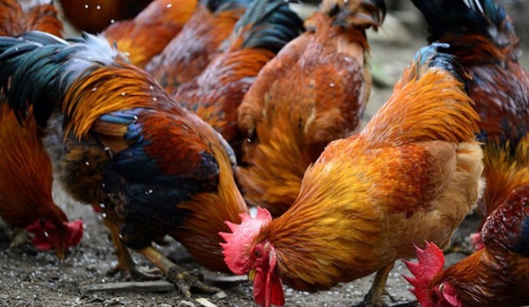 Giá gia cầm hôm nay 26/05/2022: Giá gà, vịt giữ ở mức ổn định