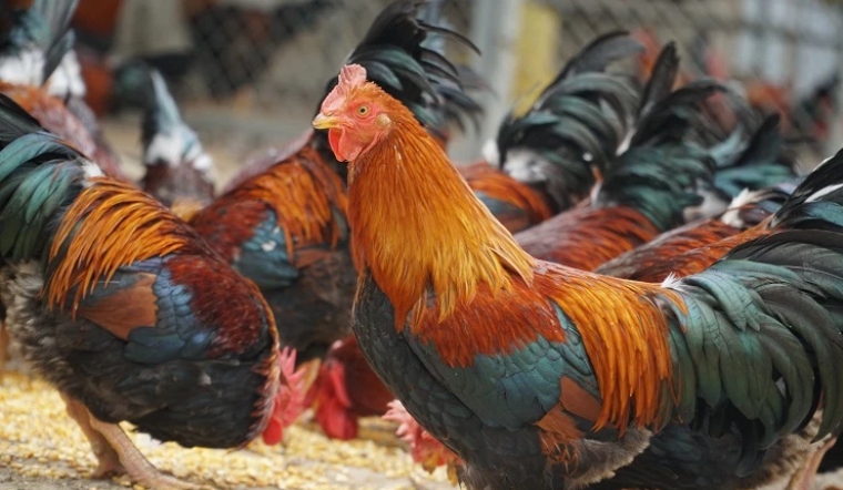 Giá gia cầm hôm nay 27/05/2022: Giá gà, vịt tăng nhẹ ở một số địa phương