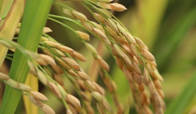 Giá lúa gạo hôm nay 28/5/2022: Tiếp tục đi ngang trong ngày cuối tuần