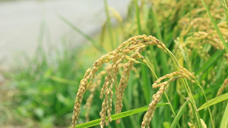 Giá lúa hôm nay 28/5