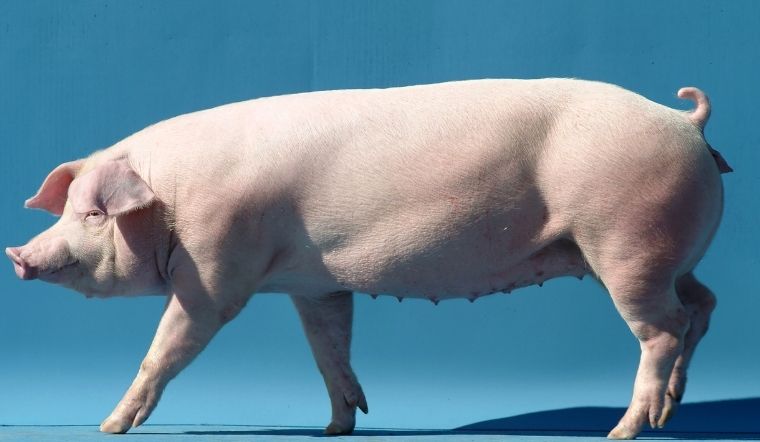 Giá heo hơi hôm nay 28/05/2022: Điều chỉnh tăng - giảm rải rác