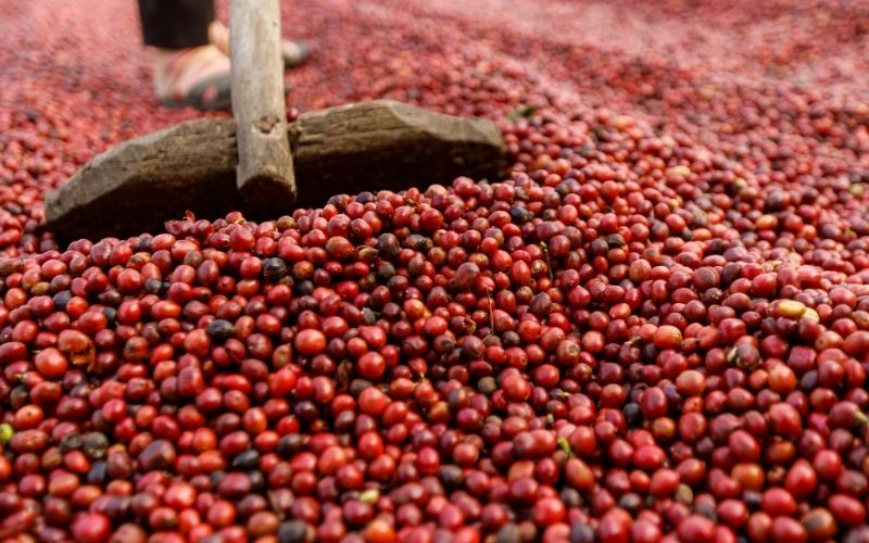 Giá cà phê trong nước hôm nay