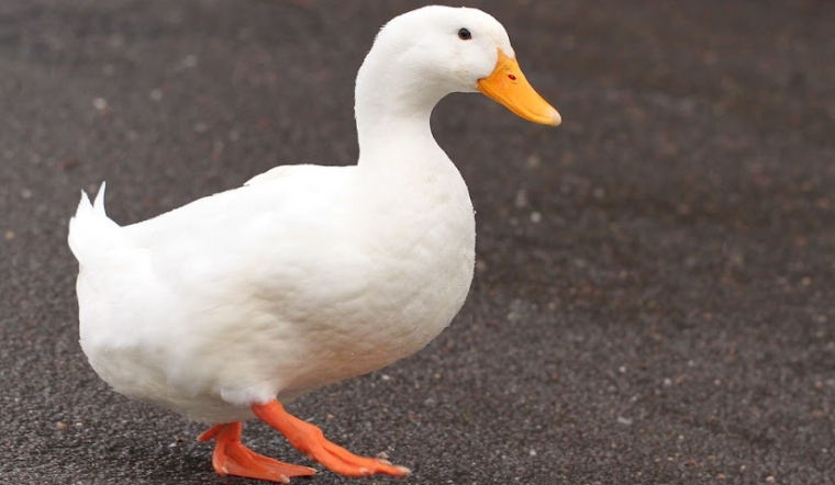 Giá gia cầm hôm nay 30/05/2022: Giá tiếp tục ổn định