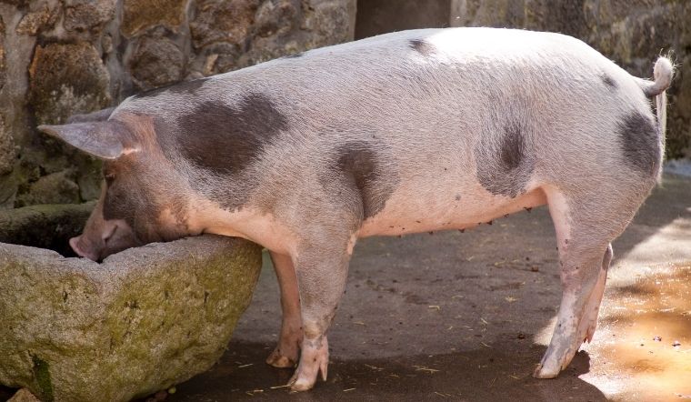 Giá heo hơi hôm nay 30/05/2022: Biến động nhẹ ở một vài tỉnh thành miền Nam