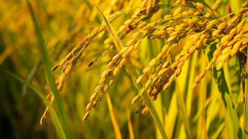 Giá lúa hôm nay 30/5