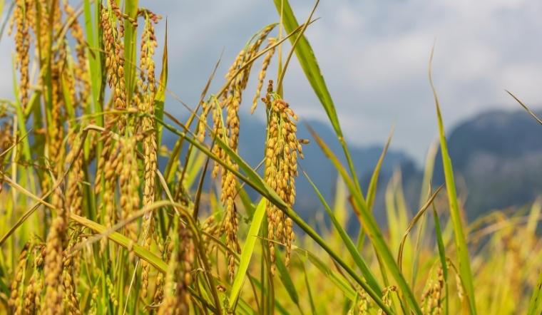 Giá lúa gạo hôm nay 30/5/2022: Giá nếp khô Long An tăng 100 đồng/kg