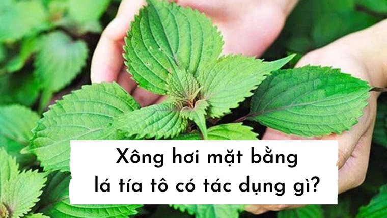 Thông tin chi tiết xông hơi lá tía tô có tác dụng gì và lưu ý khi thực hiện