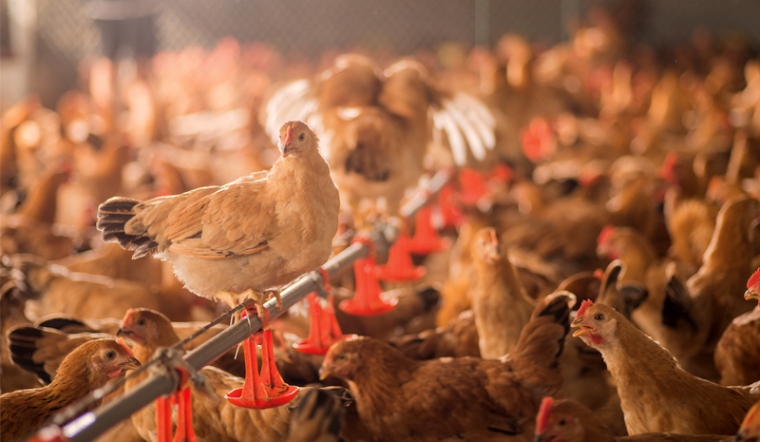 Giá gia cầm hôm nay 31/05/2022: Giá bán bình ổn ngày cuối tháng