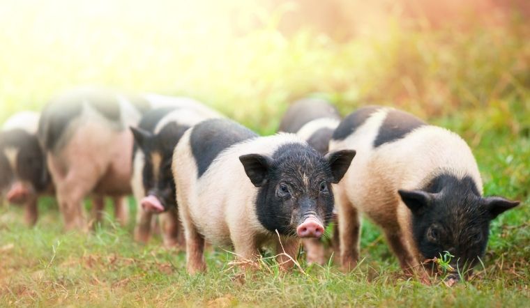 Giá heo hơi hôm nay 31/05/2022: Giảm từ 1.000 đến 2.000 đồng/kg