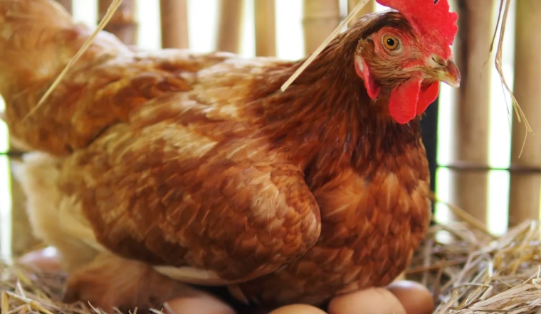 Giá gia cầm hôm nay 01/06/2022: Giá vịt ở các tỉnh phía Nam giảm 4.000 VND/kg