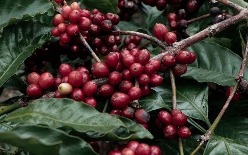 Giá cà phê trong nước hôm nay