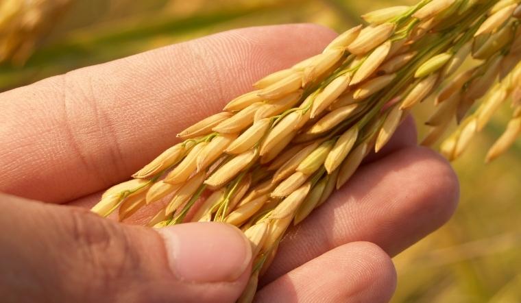 Giá lúa gạo hôm nay 1/6/2022: Chững lại sau một ngày tăng giá