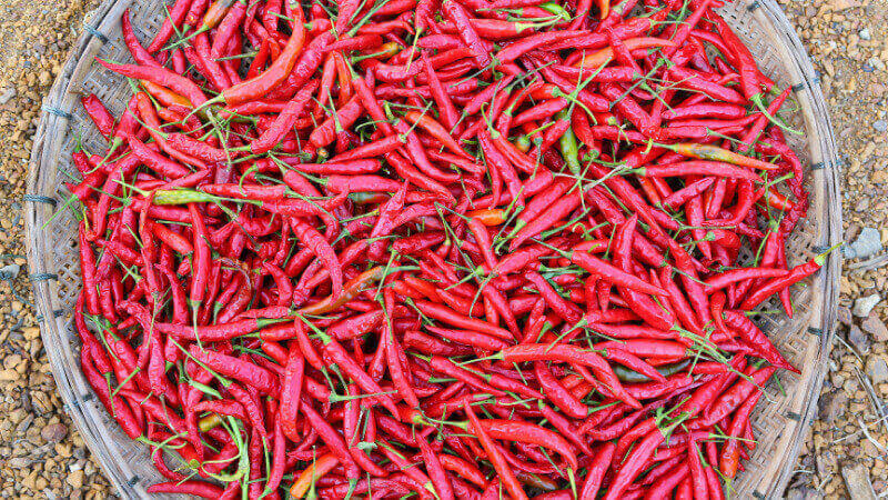 Giá ớt dao động từ 25.000 - 36.000 đồng/kg