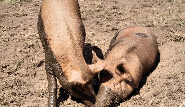 Giá heo hơi hôm nay 2/6/2022: Giảm rải rác 1.000 - 2.000 đồng/kg ở một số nơi