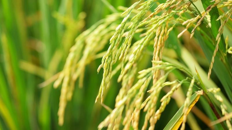 Giá lúa hôm nay 2/6