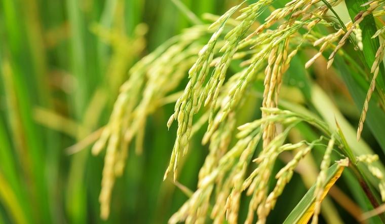 Giá lúa gạo hôm nay 2/6/2022: Tiếp tục chững giá ở nhiều giống lúa gạo