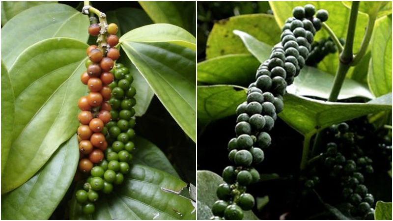 Giá tiêu thế giới