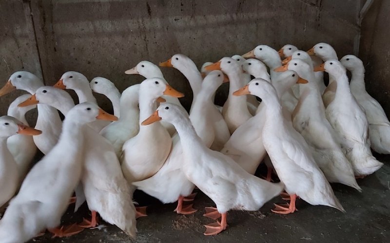 Giá vịt hôm nay 03/06 Giá vịt hôm nay 03/06