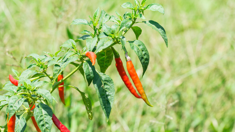 Giá ớt dao động từ 35.000 - 50.000 đồng/kg
