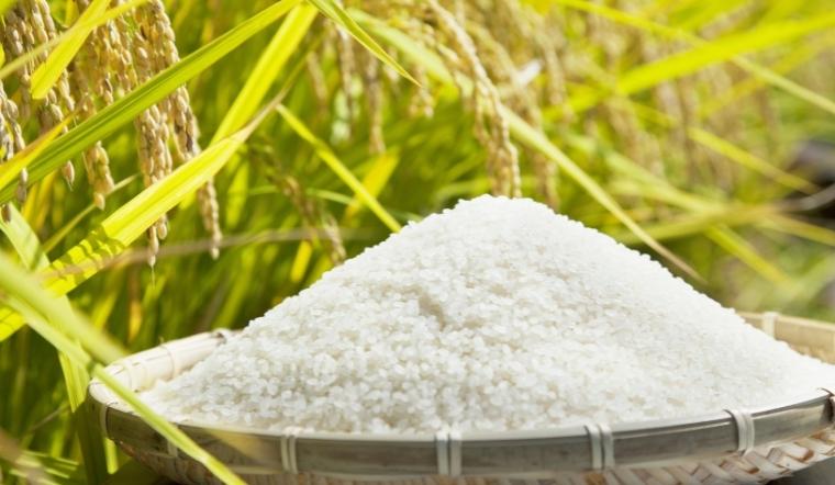 Giá lúa gạo hôm nay 3/6/2022: Duy trì ổn định ở nhiều giống lúa và gạo