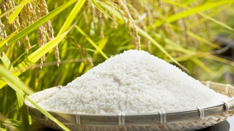 Giá gạo hôm nay 3/6
