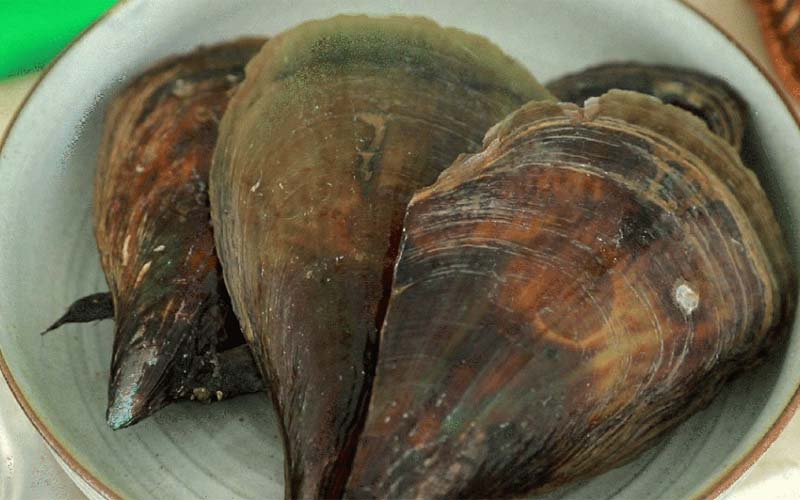 What is shellfish? How much? Where do you buy it? What do shellfish do delicious?